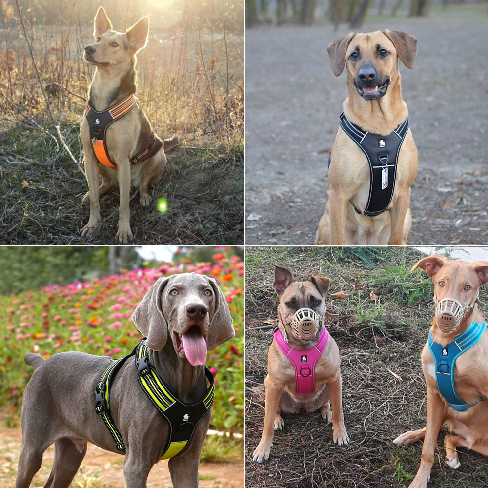 トゥルーラブ スポーツ ナイロン 反射材付き ノープル 犬用 - Outdoor Adventure Xl のレビューと価格